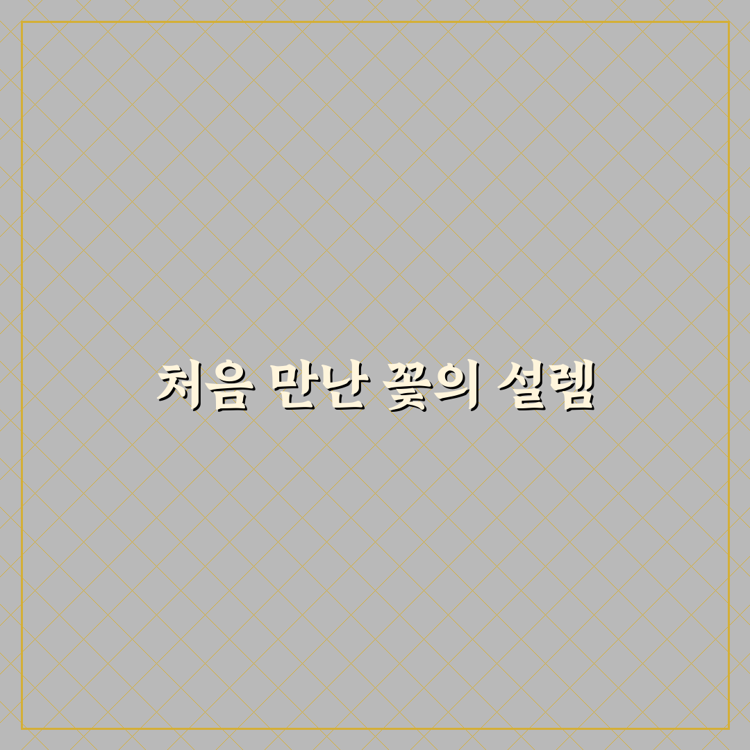 마가렛 꽃 데이지 차이 직접 알아보니 느낌이 달랐어요