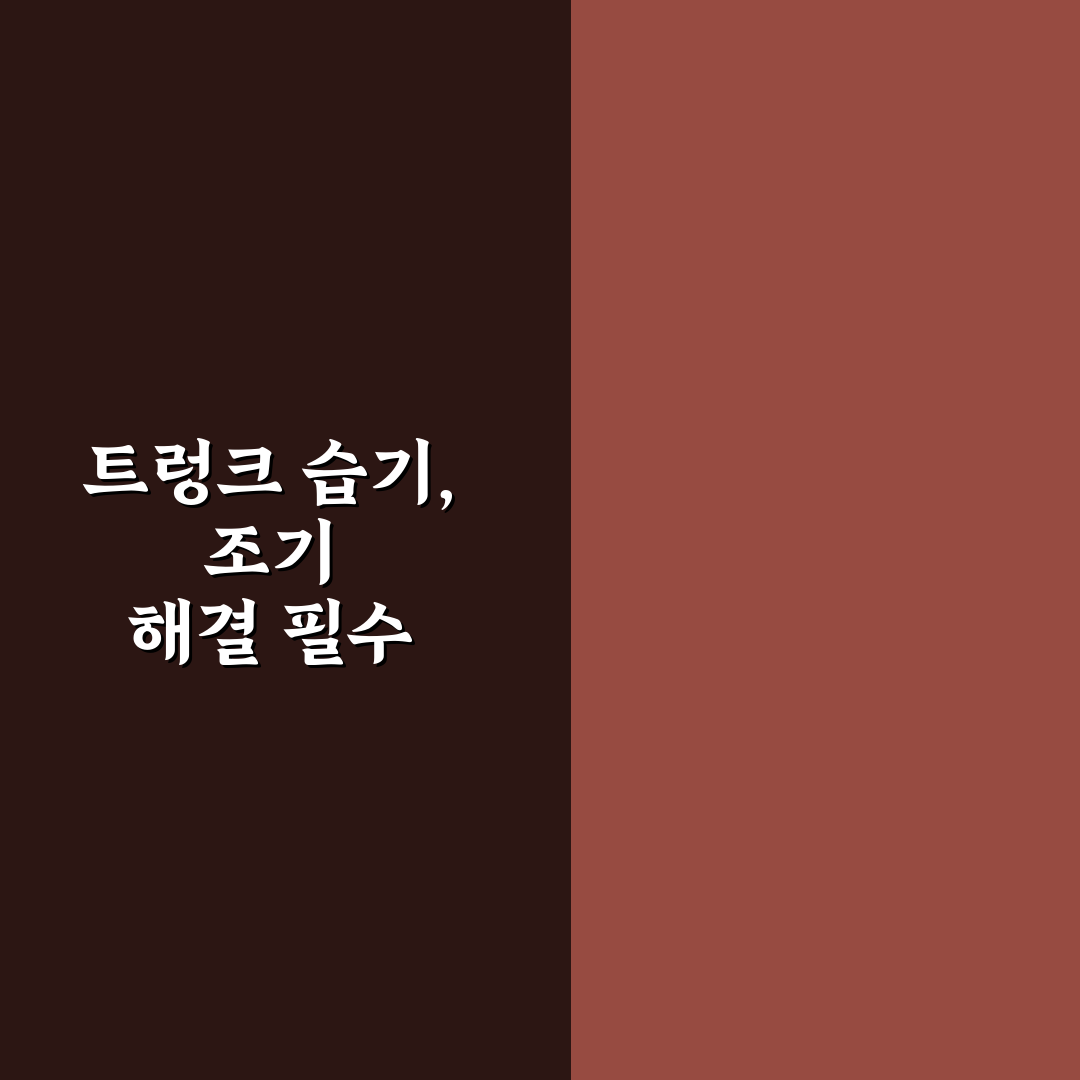자동차 트렁크 습기 제거 제대로 해야 곰팡이 막는 5가지 핵심가이드