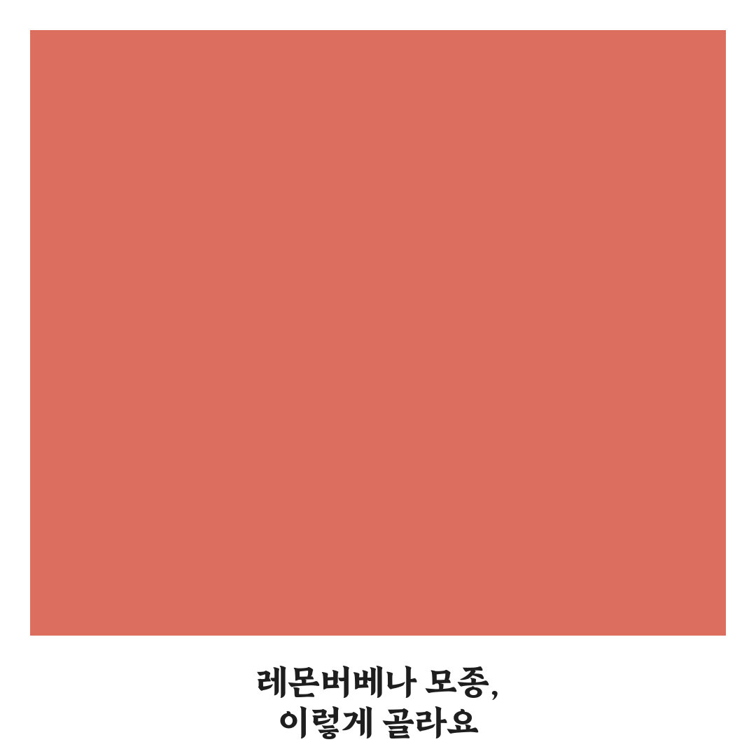 레몬버베나 모종 구매 전 확인할 5가지 체크포인트
