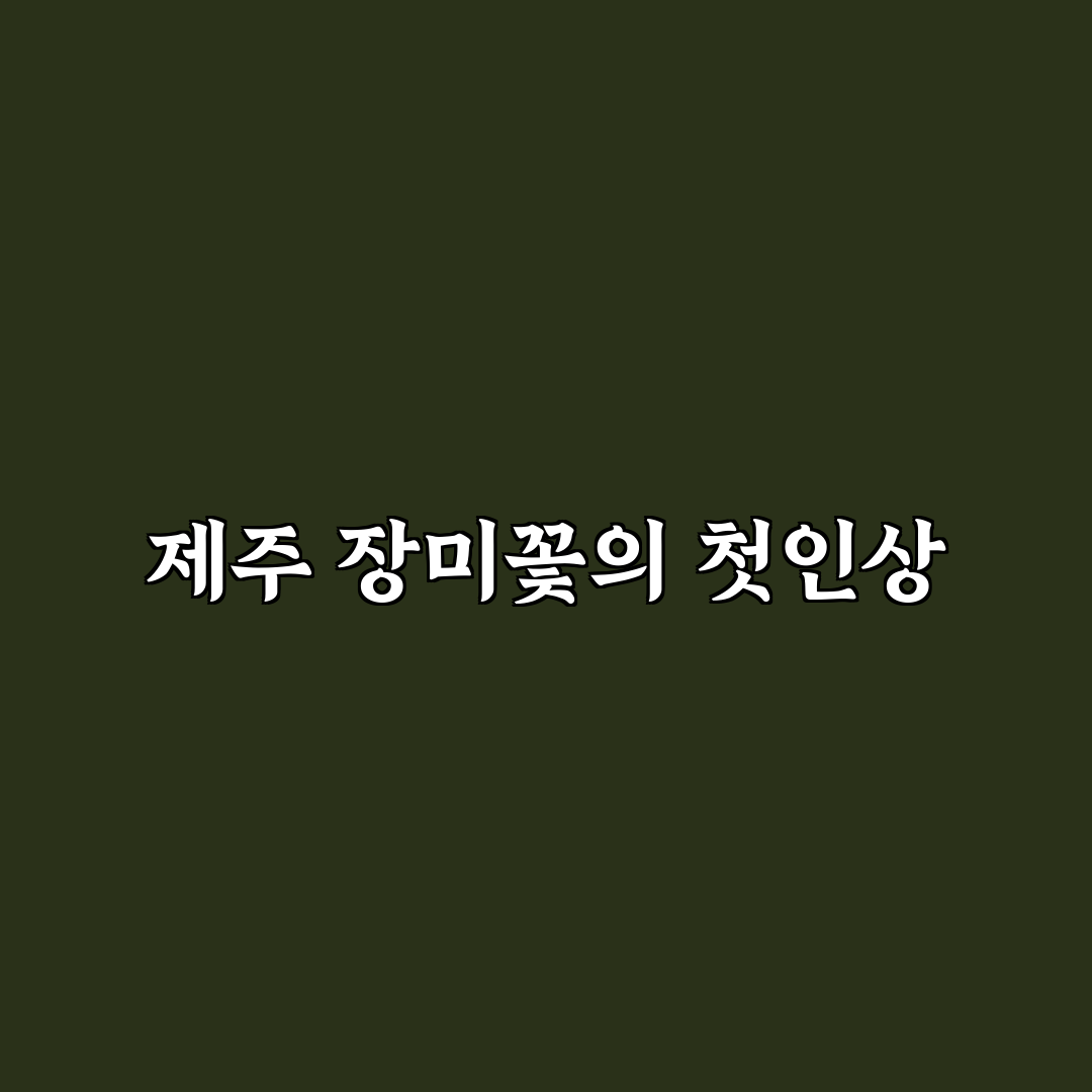 제주 장미꽃 명소 방문 후기, 직접 가보니 풍경이 궁금해서